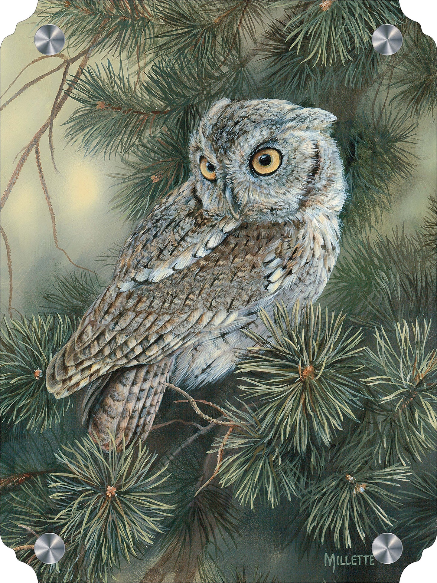 Screech Owl Acrylic Wall Art & Home Decor