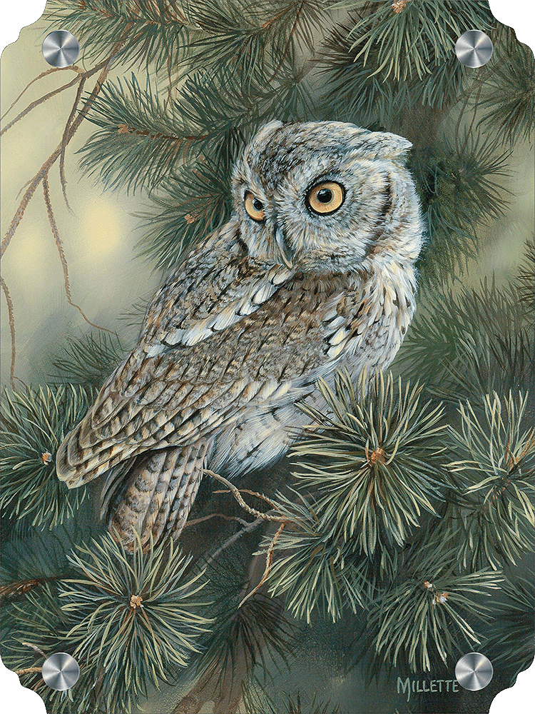 Screech Owl Acrylic Wall Art & Home Decor