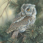 Screech Owl Acrylic Wall Art & Home Decor