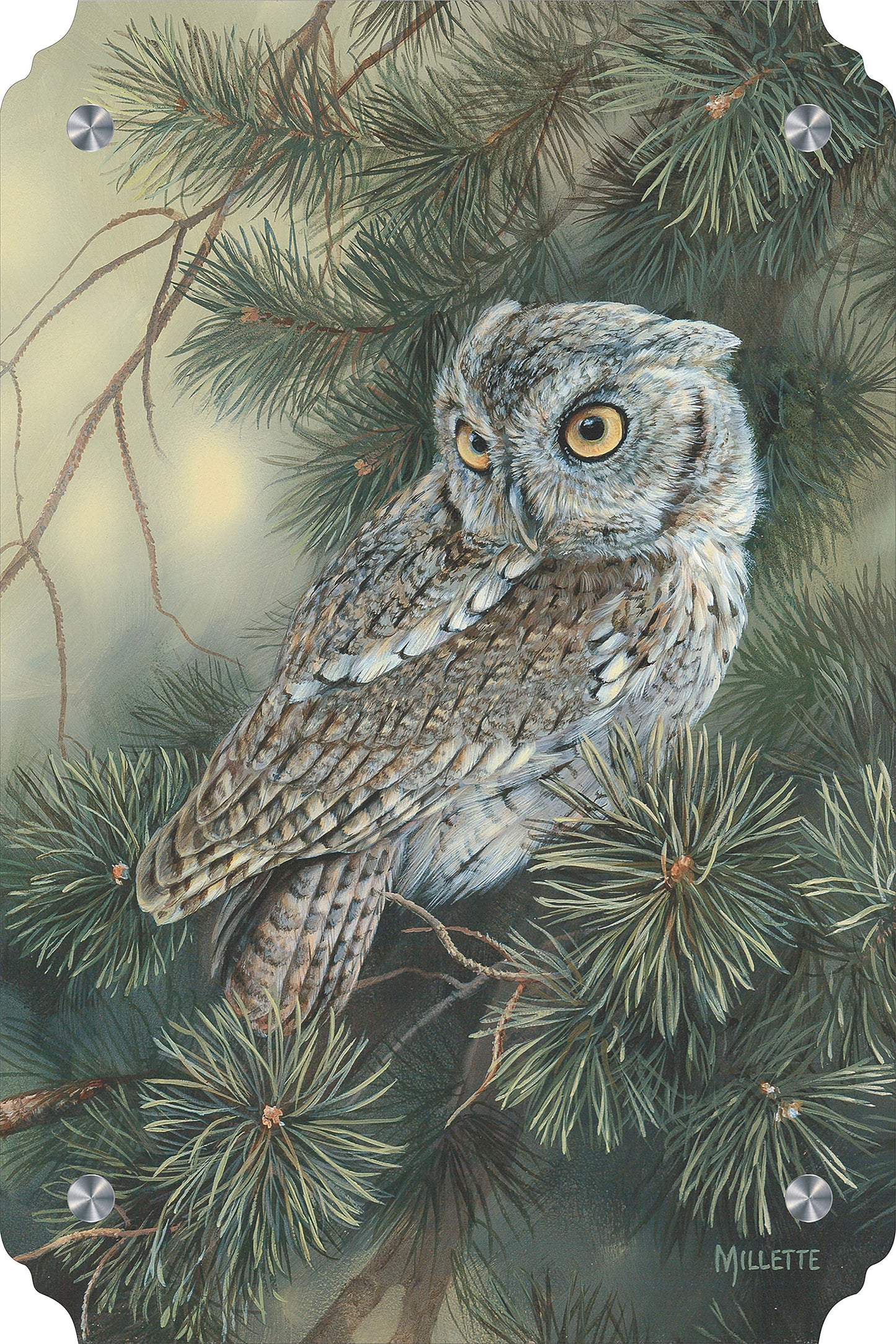 Screech Owl Acrylic Wall Art & Home Decor