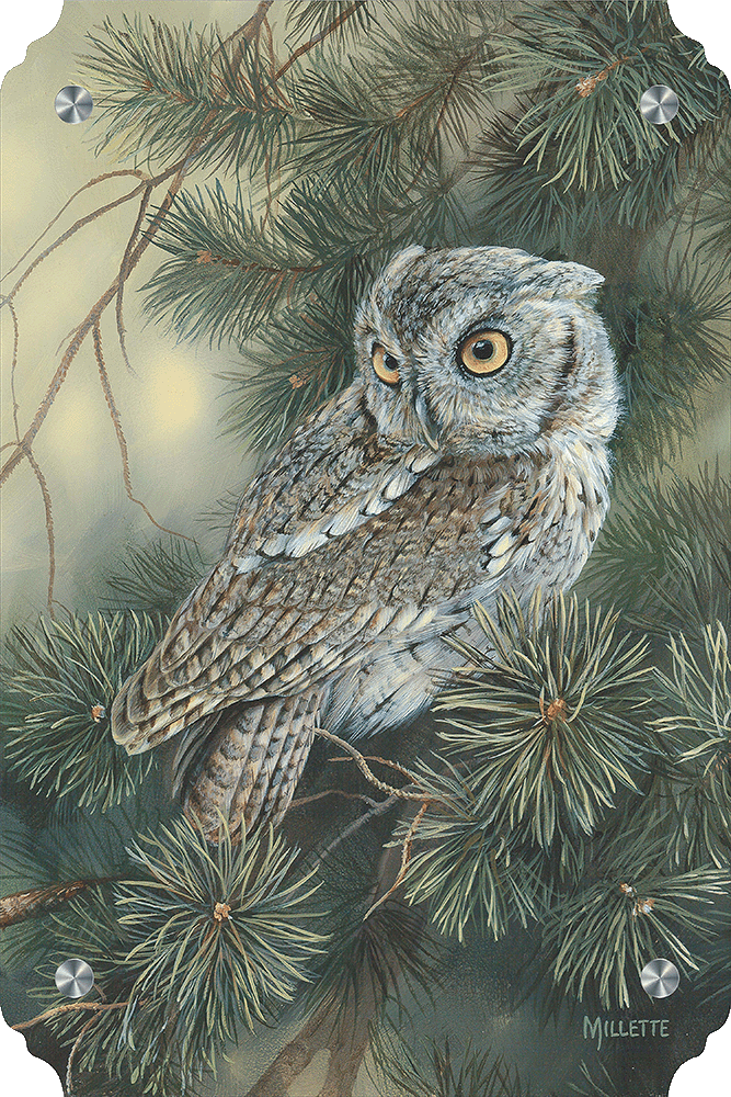 Screech Owl Acrylic Wall Art & Home Decor