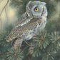 Screech Owl Acrylic Wall Art & Home Decor