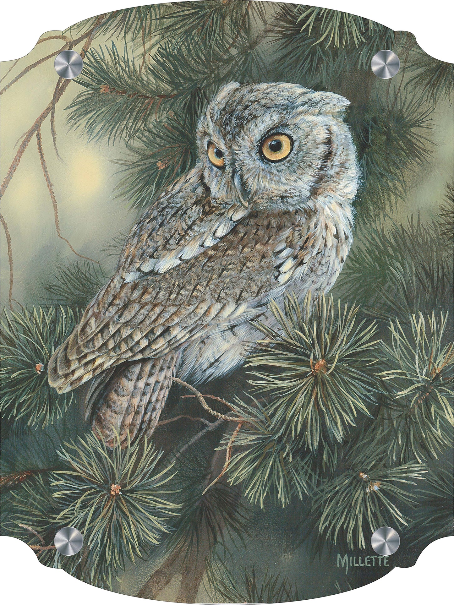 Screech Owl Acrylic Wall Art & Home Decor