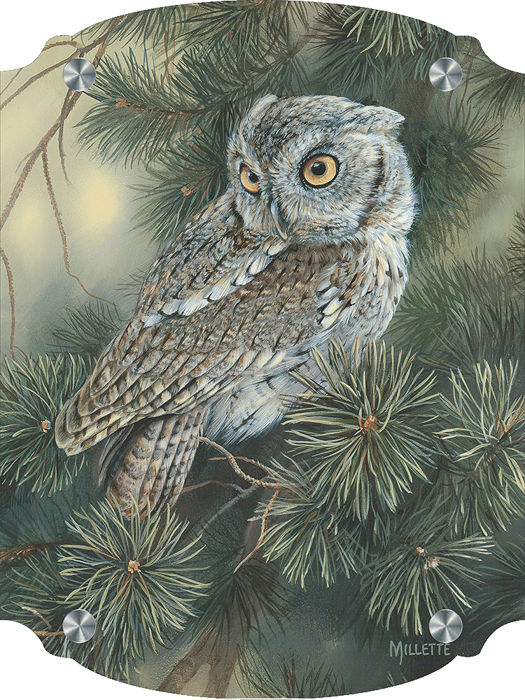Screech Owl Acrylic Wall Art & Home Decor