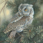 Screech Owl Acrylic Wall Art & Home Decor