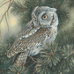 Screech Owl Acrylic Wall Art & Home Decor