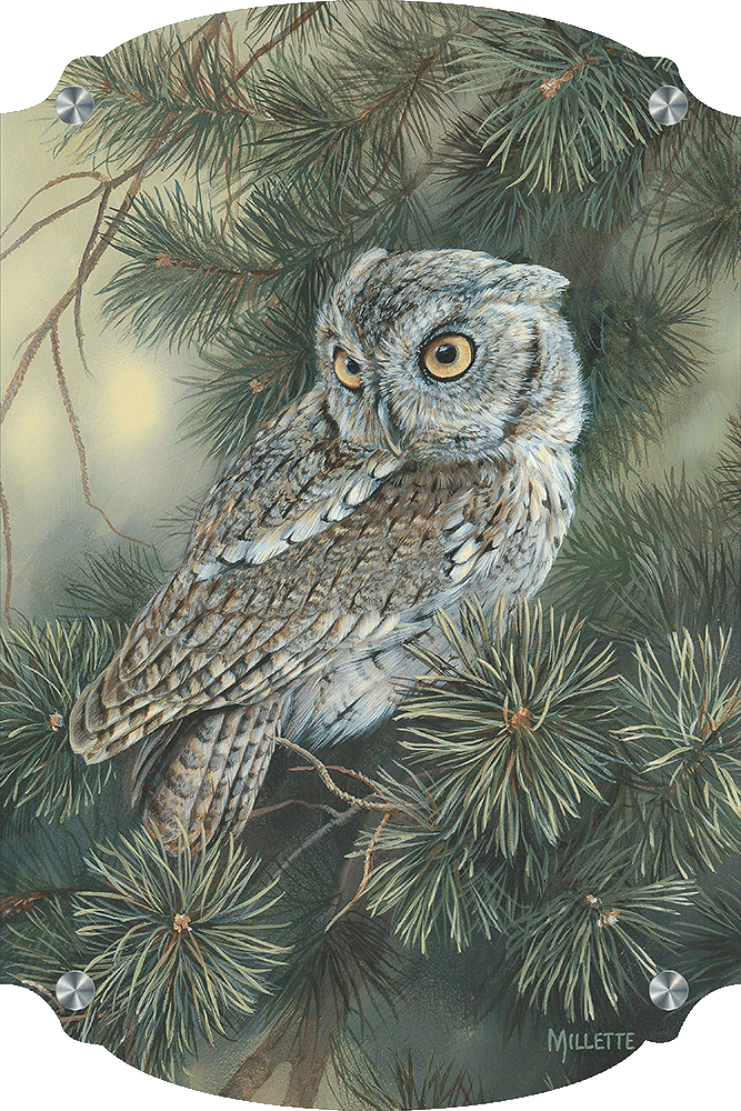 Screech Owl Acrylic Wall Art & Home Decor