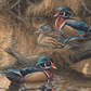 Sitting Pretty - Wood Ducks Acrylic Wall Art & Home Decor
