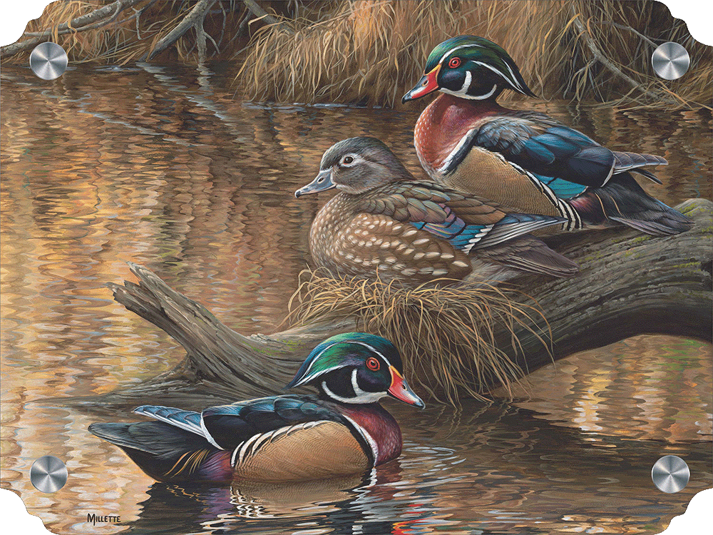 Sitting Pretty - Wood Ducks Acrylic Wall Art & Home Decor