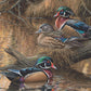 Sitting Pretty - Wood Ducks Acrylic Wall Art & Home Decor