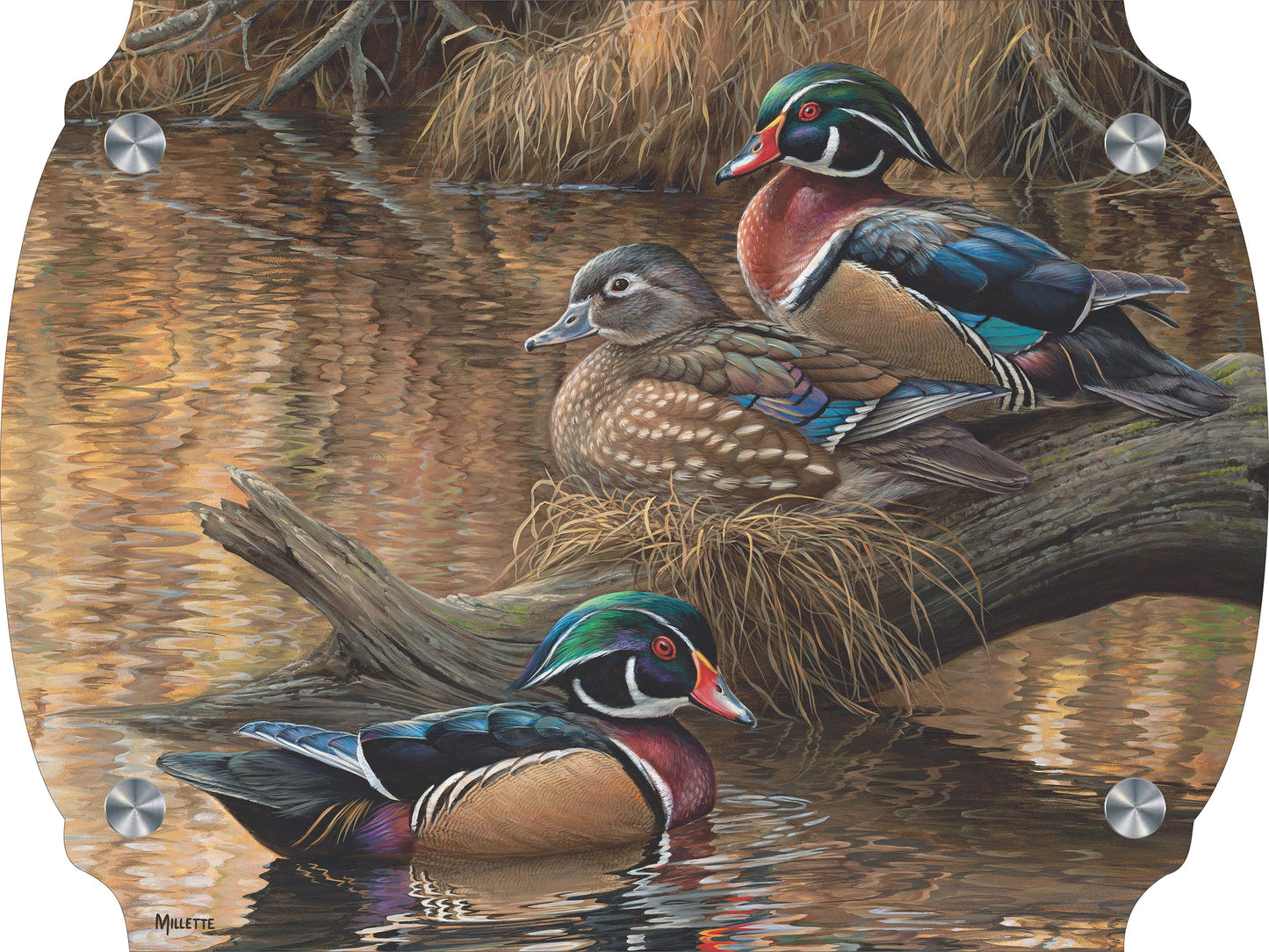 Sitting Pretty - Wood Ducks Acrylic Wall Art & Home Decor
