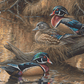 Sitting Pretty - Wood Ducks Acrylic Wall Art & Home Decor