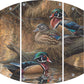Sitting Pretty - Wood Ducks Acrylic Wall Art & Home Decor