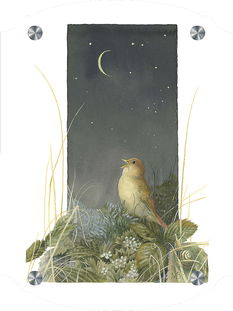 Song of the Nightingale Acrylic Wall Art & Home Decor