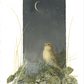 Song of the Nightingale Acrylic Wall Art & Home Decor