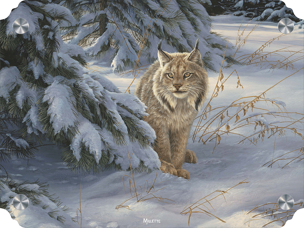 Watchful Eye - Lynx Acrylic Wall Art & Home Decor