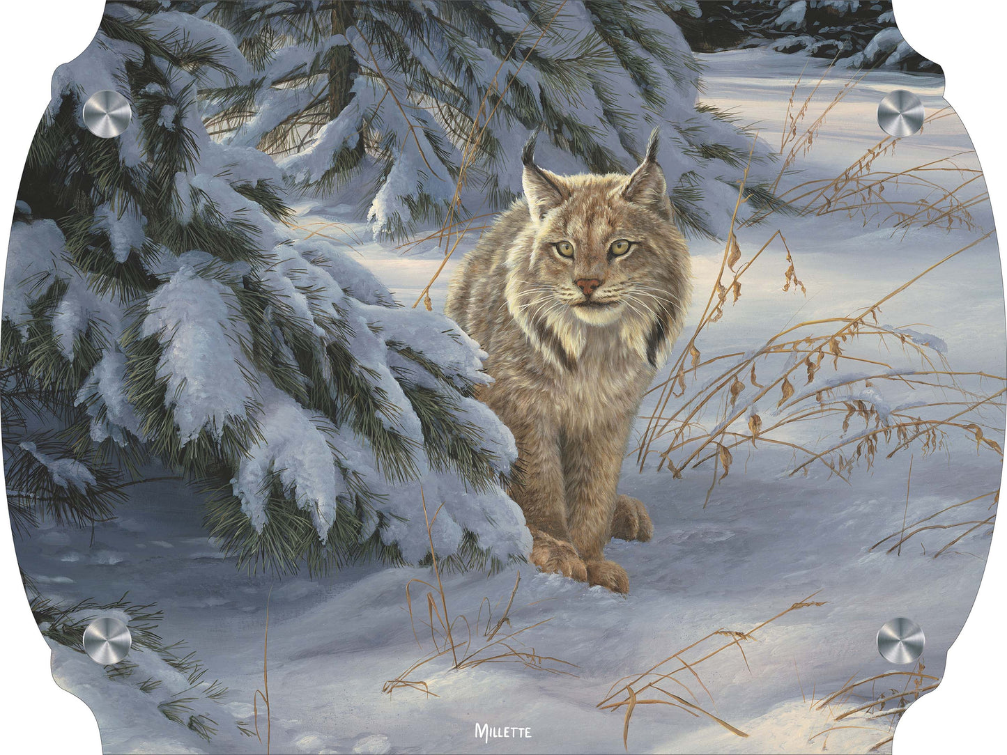 Watchful Eye - Lynx Acrylic Wall Art & Home Decor