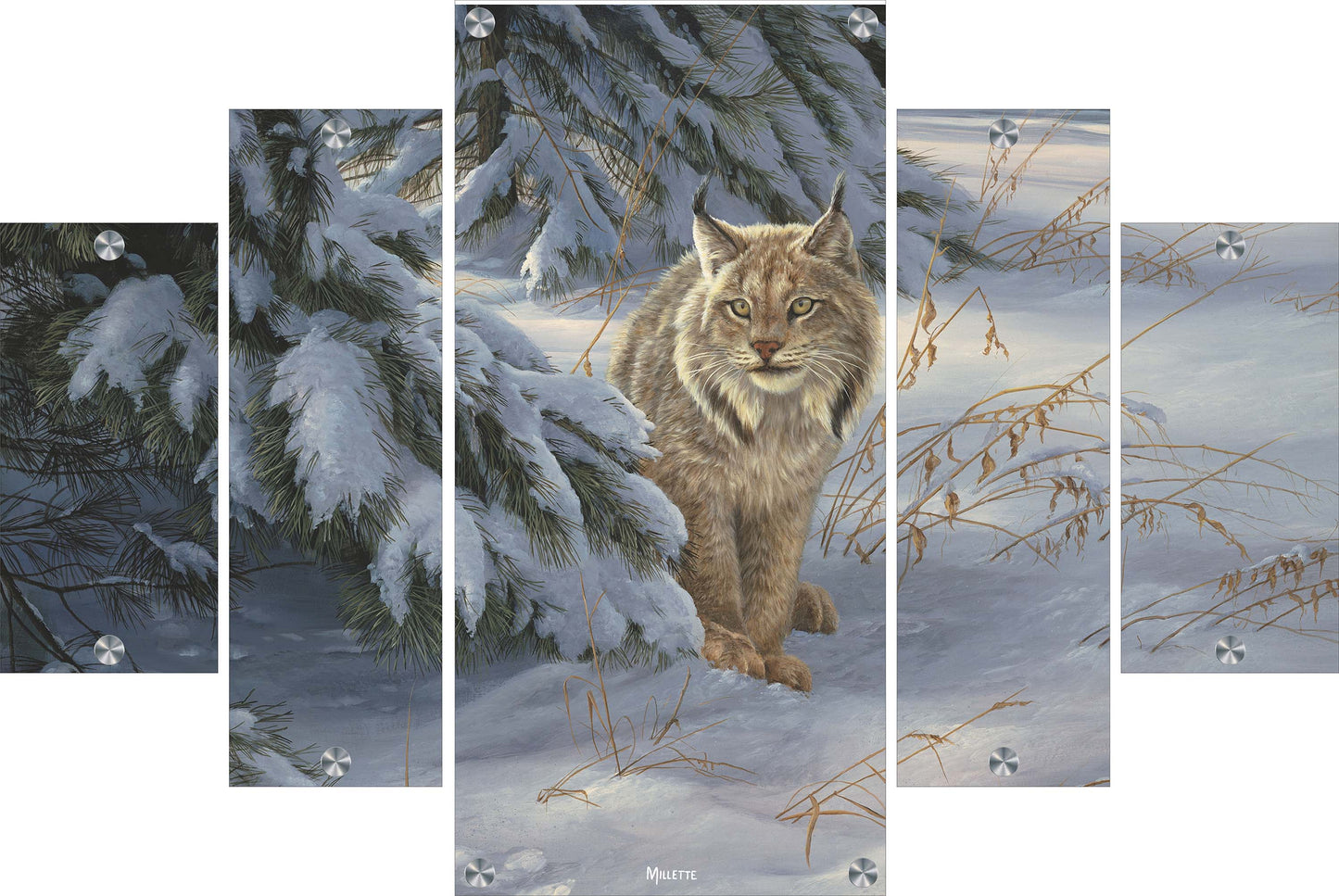 Watchful Eye - Lynx Acrylic Wall Art & Home Decor