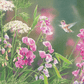 White Sweet Pea Humming Bird Acrylic Wall Art & Home Decor