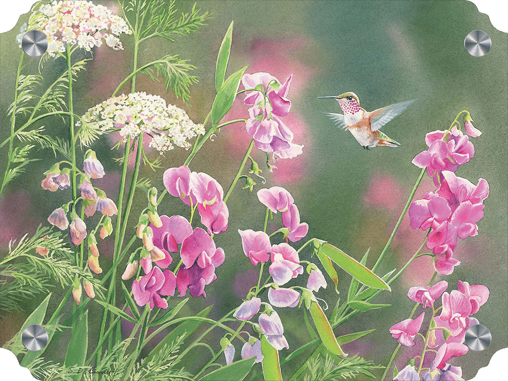 White Sweet Pea Humming Bird Acrylic Wall Art & Home Decor