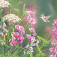White Sweet Pea Humming Bird Acrylic Wall Art & Home Decor