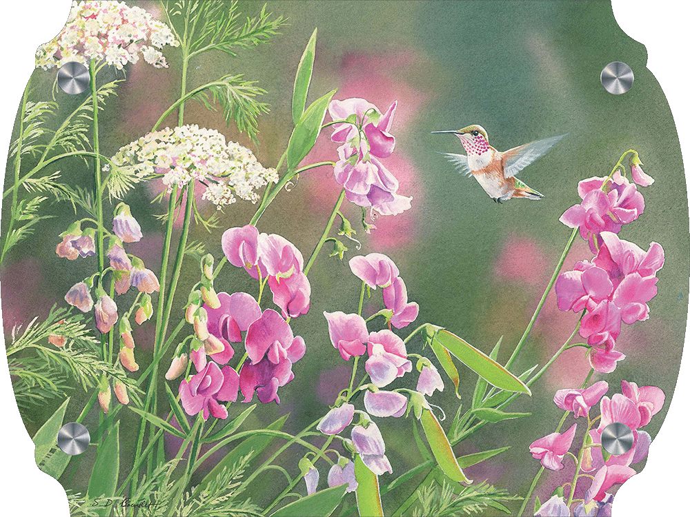 White Sweet Pea Humming Bird Acrylic Wall Art & Home Decor
