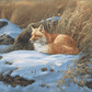 Winter Repose - Red Fox Acrylic Wall Art & Home Decor