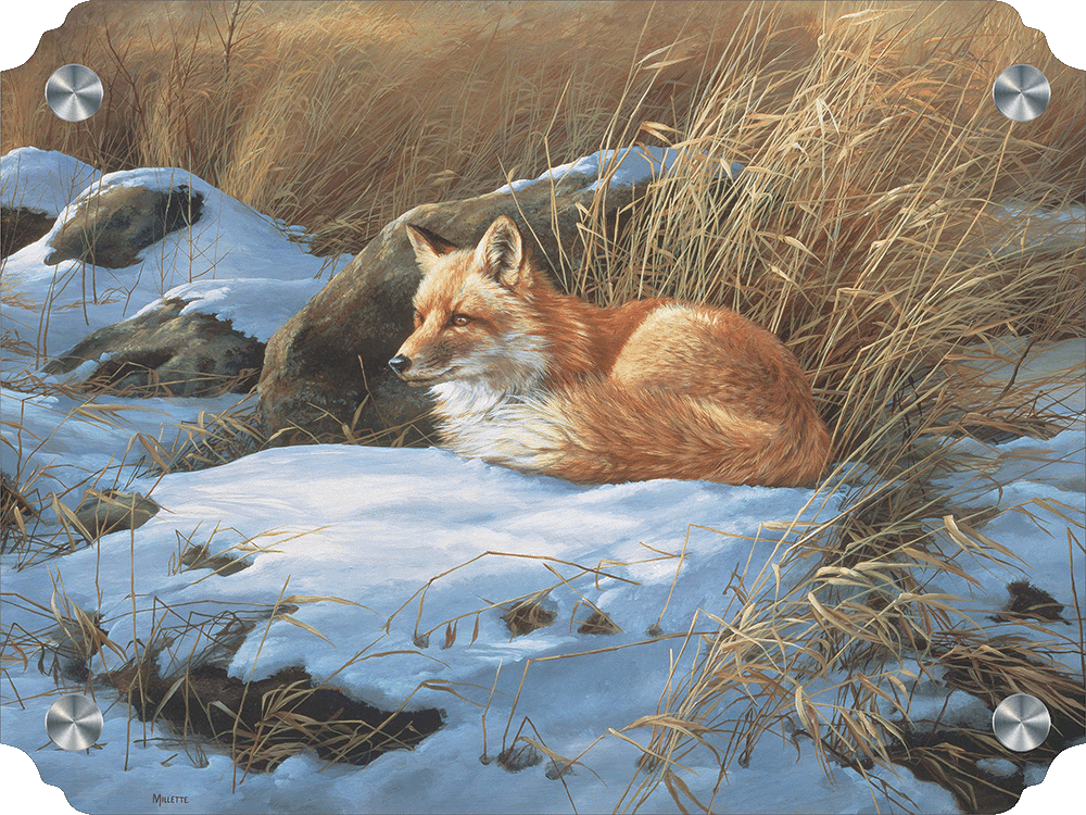 Winter Repose - Red Fox Acrylic Wall Art & Home Decor