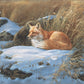 Winter Repose - Red Fox Acrylic Wall Art & Home Decor