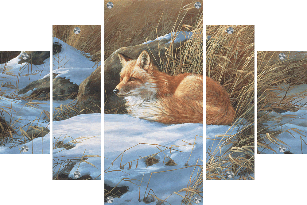 Winter Repose - Red Fox Acrylic Wall Art & Home Decor