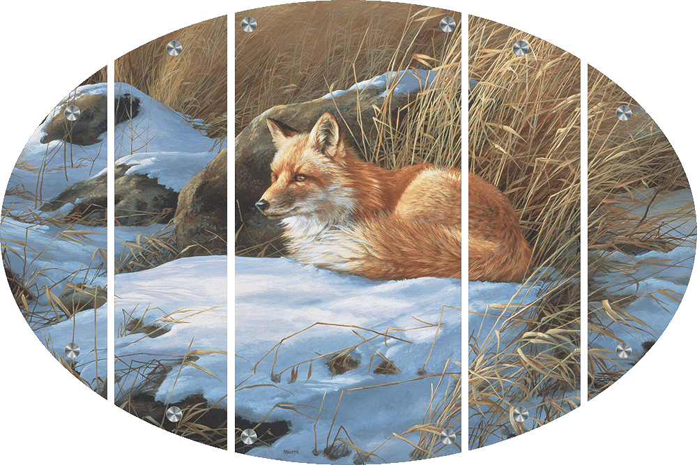Winter Repose - Red Fox Acrylic Wall Art & Home Decor