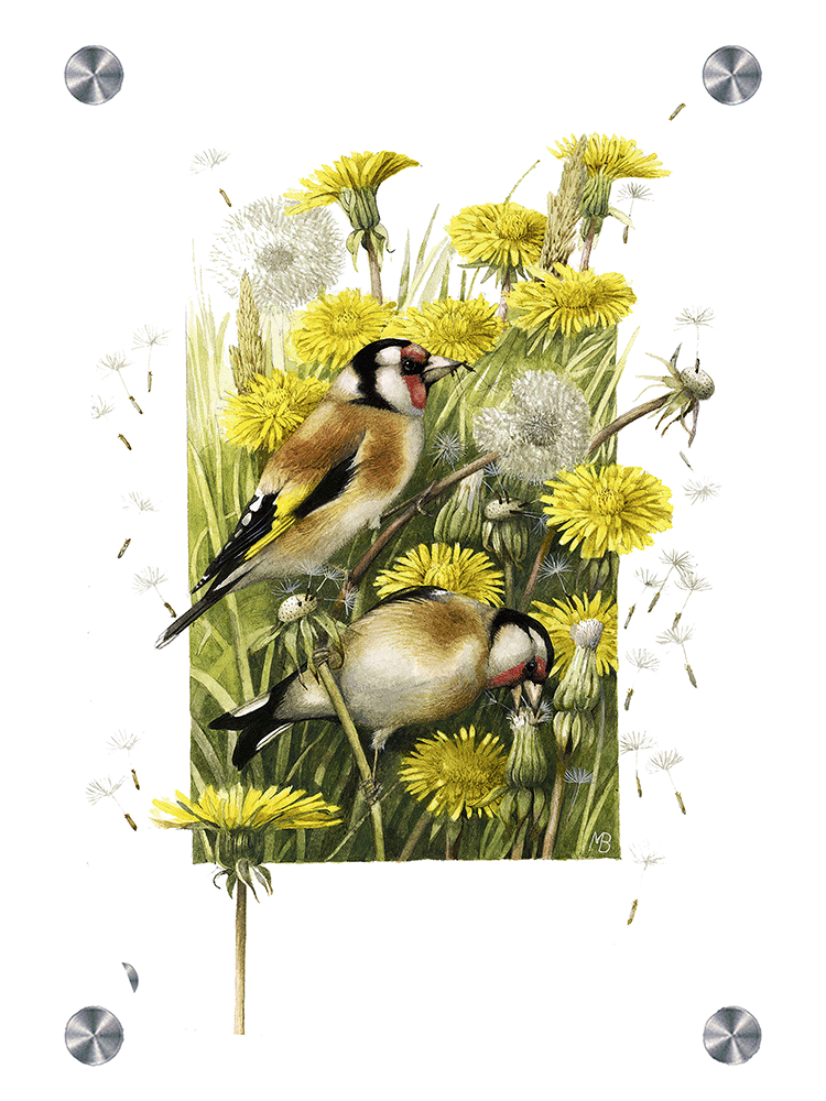 Wishing for a Goldfinch Acrylic Wall Art & Home Decor