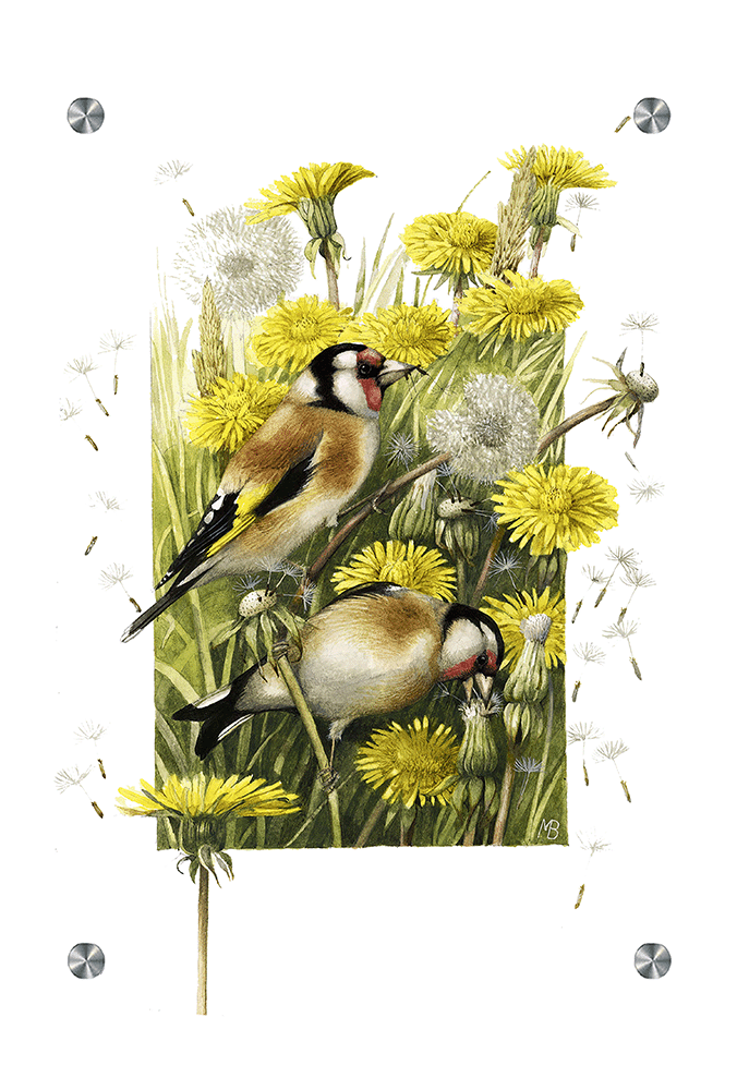 Wishing for a Goldfinch Acrylic Wall Art & Home Decor