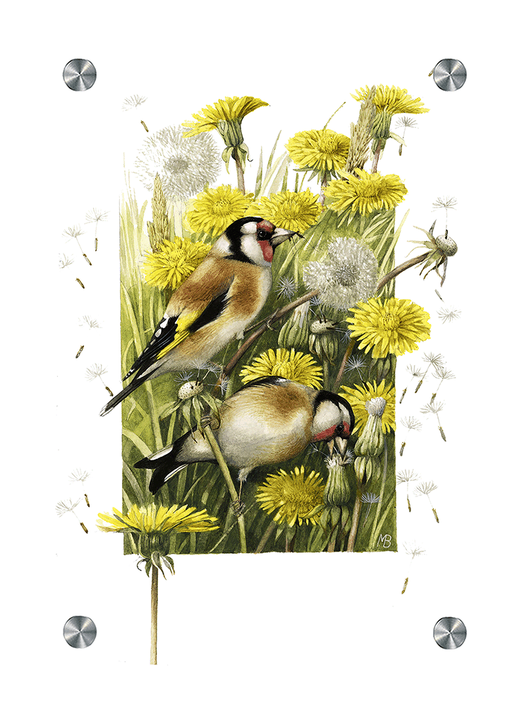 Wishing for a Goldfinch Acrylic Wall Art & Home Decor