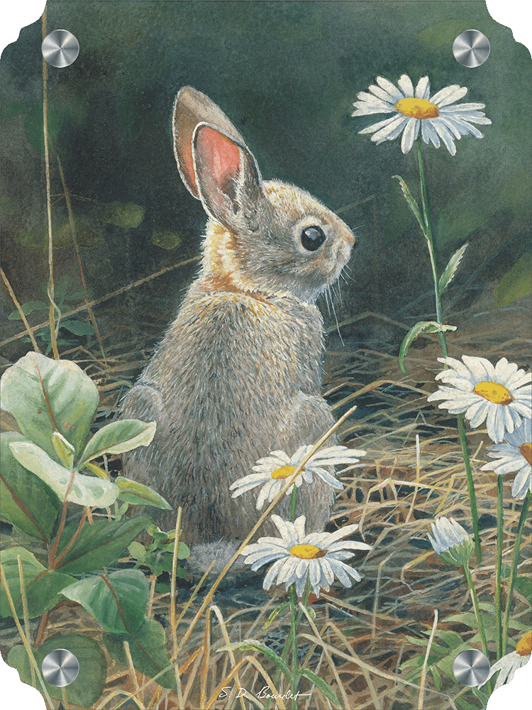 Young Cottontail Acrylic Wall Art & Home Decor