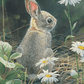 Young Cottontail Acrylic Wall Art & Home Decor