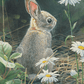 Young Cottontail Acrylic Wall Art & Home Decor