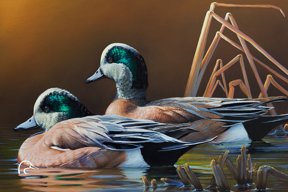 American Widgeon Limited Edition Canvas - Official Ducks Unlimited