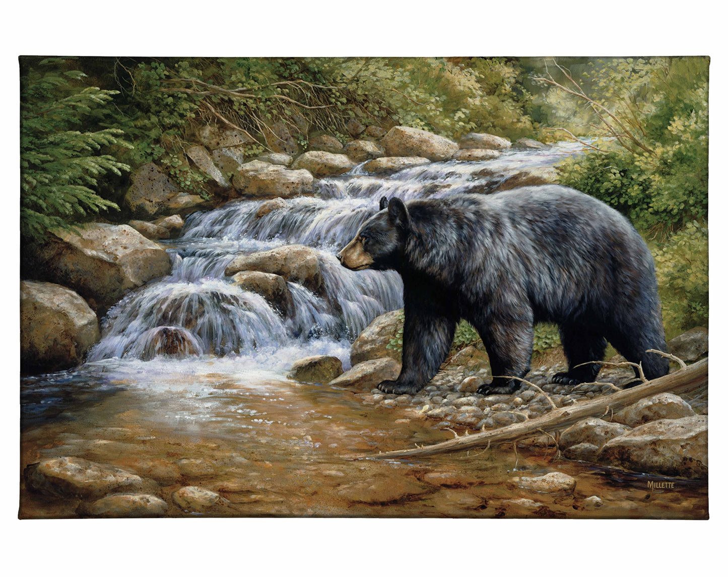 Shadow of the Forest - Black Bear - 24" x 36" Gallery Wrapped Canvas