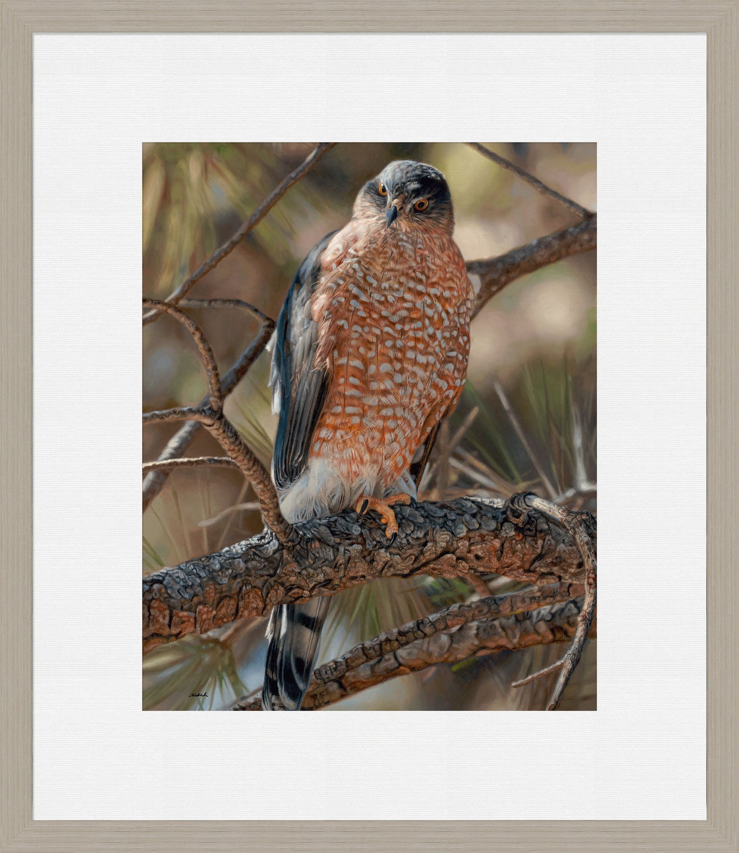 Woodland Sniper-Cooper's Hawk