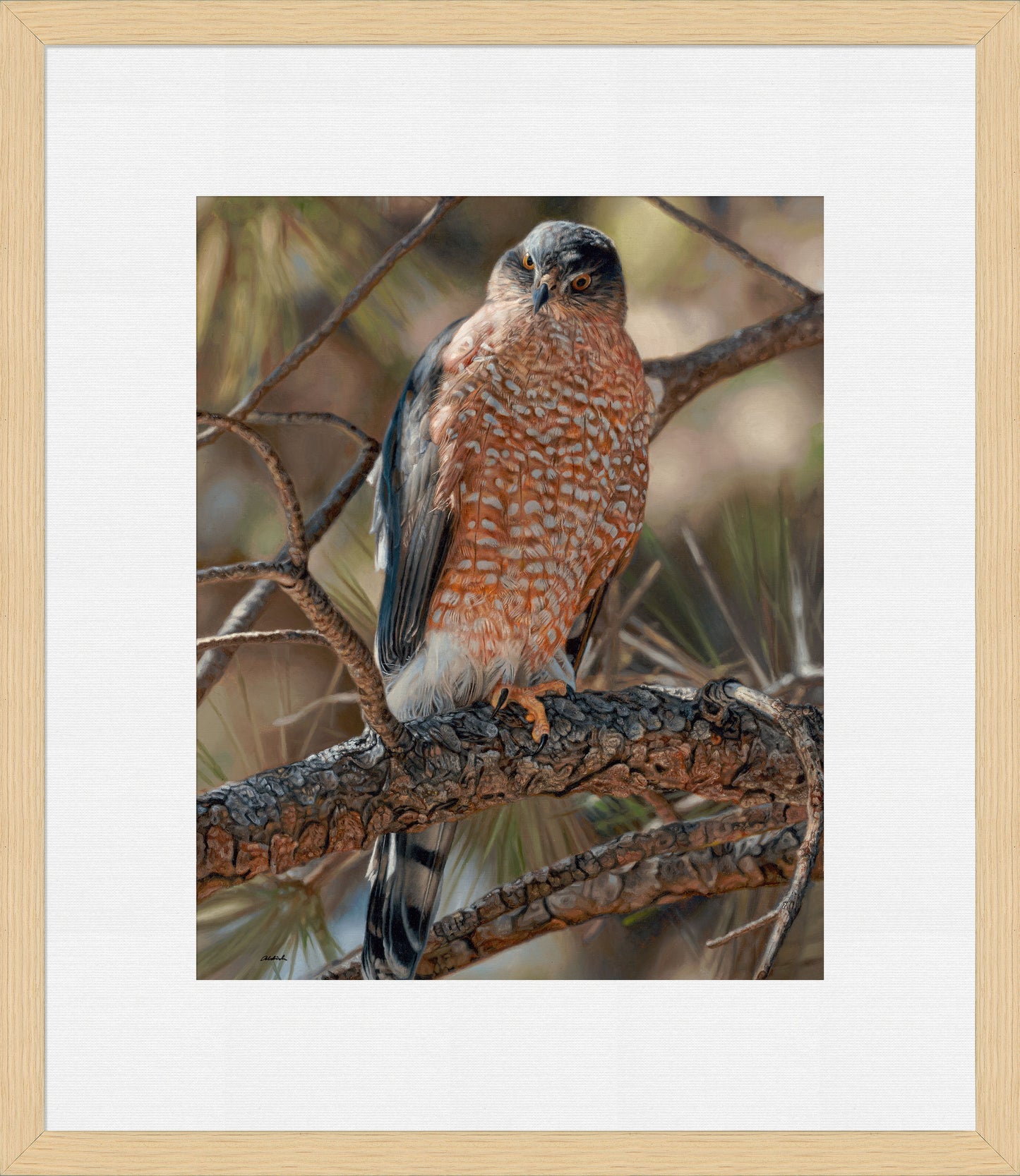 Woodland Sniper-Cooper's Hawk