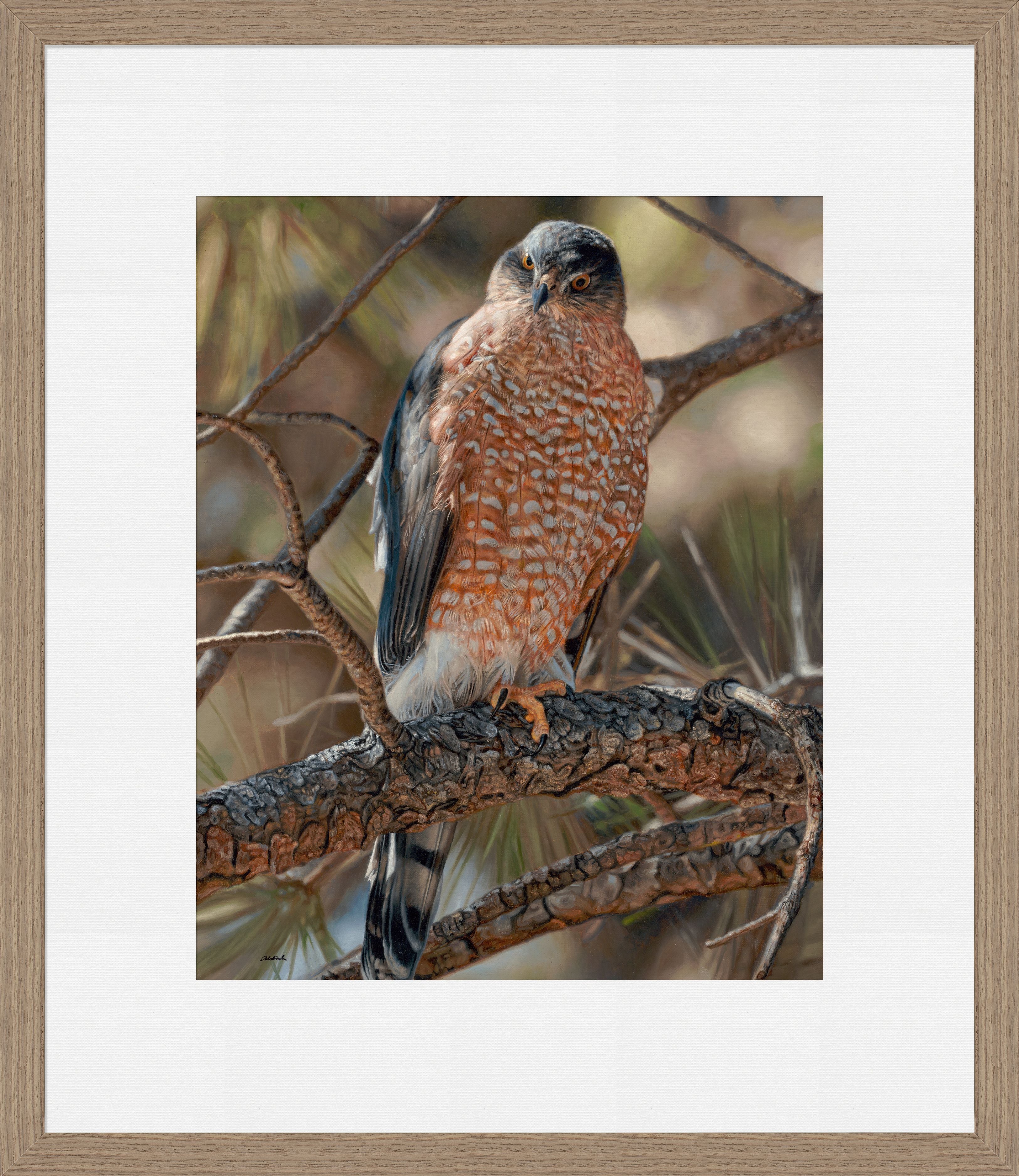 Woodland Sniper-Cooper's Hawk Limited Edition Print from Wild Wings