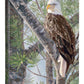 The Watchman—Bald Eagle - 20.5" x 16" Gallery Wrapped Canvas