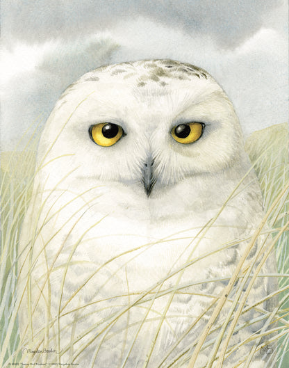 Snowy Owl Wisdom - Art Prints