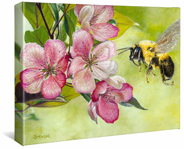 Apple—Bee - 11" x 14" Gallery Wrapped Canvas