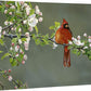 Apple Blossom Crimson - Cardinal - 13" x 18" Gallery Wrapped Canvas