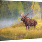 Autumn Bull - Moose - 13" x 18" Gallery Wrapped Canvas
