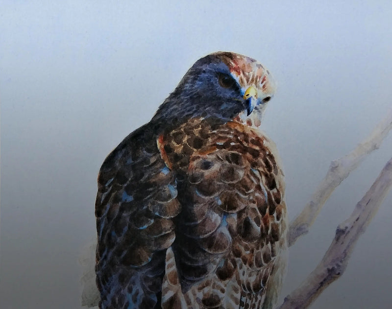 New Aviary Collection