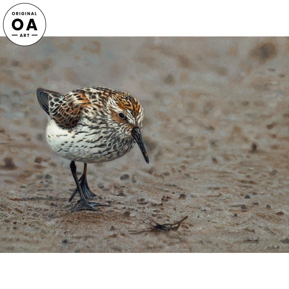 Beachcomber - Sandpiper - 12" x 16" Original Oil Painting