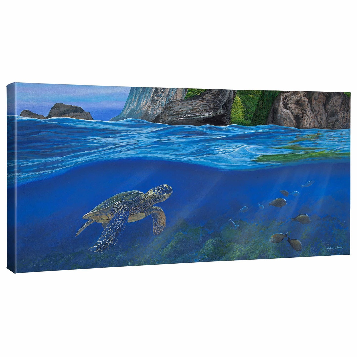 Big Island—Sea Turtle - 16" x 31" Gallery Wrapped Canvas